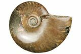 Red Flash Ammonite Fossil - Madagascar #187337-1
